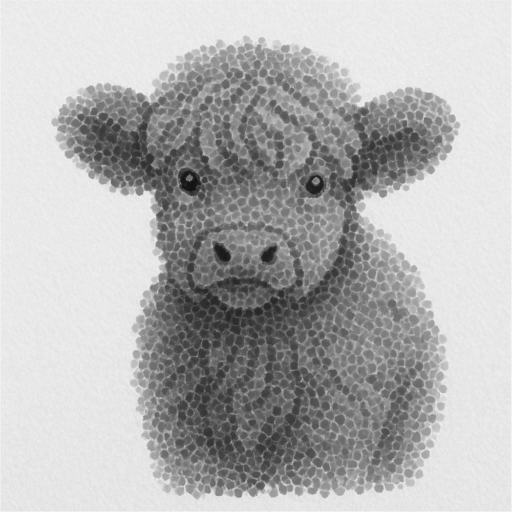 Highland Calf