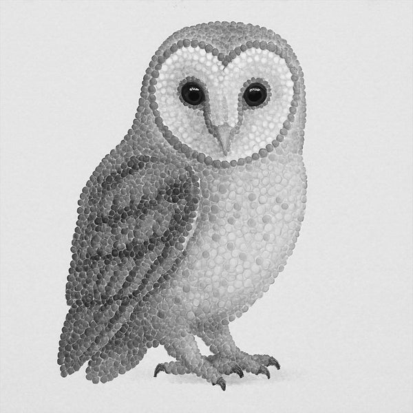 Barn Owl Portrait