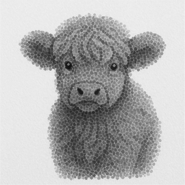 Highland Calf
