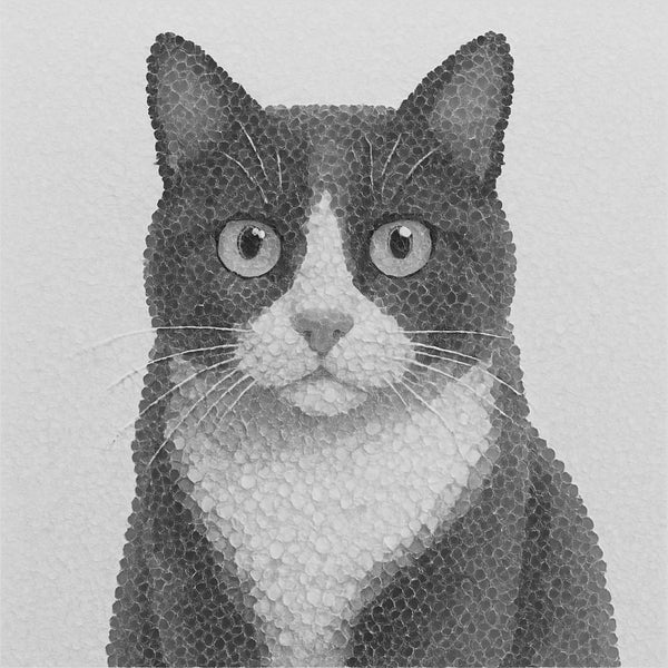 Tuxedo Stare
